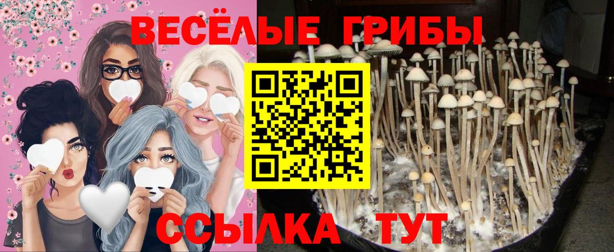 Галлюциногенные грибы Psilocybe  Псилоцибиновые грибы Psilocybe  Дедовск  Вход с VPN 